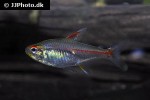 hemigrammus erythrozonus hemigrammus erythrozonus