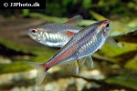 hemigrammus erythrozonus hemigrammus erythrozonus
