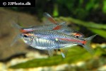 hemigrammus erythrozonus hemigrammus erythrozonus