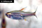 hemigrammus erythrozonus hemigrammus erythrozonus