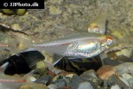 hemigrammus erythrozonus albino hemigrammus erythrozonus albino