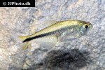 hemigrammus filamentosus hemigrammus filamentosus