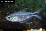 hemigrammus filamentosus hemigrammus filamentosus