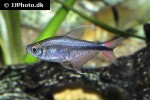 hemigrammus filamentosus hemigrammus filamentosus
