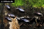 hemigrammus filamentosus hemigrammus filamentosus