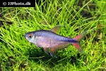 hemigrammus filamentosus hemigrammus filamentosus