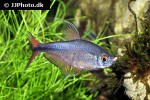 hemigrammus filamentosus hemigrammus filamentosus