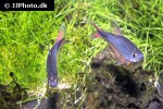 hemigrammus filamentosus hemigrammus filamentosus