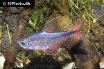 hemigrammus filamentosus hemigrammus filamentosus