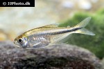 hemigrammus filamentosus hemigrammus filamentosus