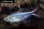 hemigrammus filamentosus hemigrammus filamentosus