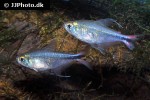 hemigrammus filamentosus hemigrammus filamentosus