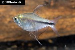 hemigrammus filamentosus hemigrammus filamentosus
