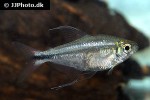 hemigrammus filamentosus hemigrammus filamentosus