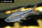 hemigrammus filamentosus hemigrammus filamentosus