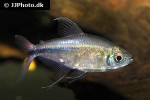 hemigrammus filamentosus hemigrammus filamentosus