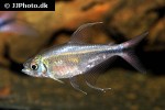 hemigrammus filamentosus hemigrammus filamentosus