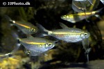 hemigrammus hyanuary hemigrammus hyanuary