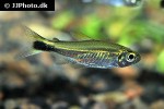 hemigrammus hyanuary hemigrammus hyanuary