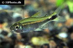 hemigrammus hyanuary hemigrammus hyanuary