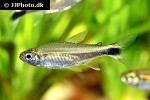 hemigrammus hyanuary hemigrammus hyanuary