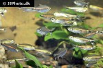 hemigrammus hyanuary hemigrammus hyanuary