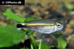 hemigrammus hyanuary hemigrammus hyanuary
