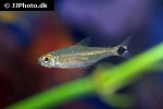 hemigrammus levis hemigrammus levis