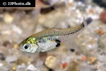 hemigrammus mahnerti hemigrammus mahnerti