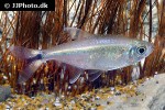 hemigrammus marginatus