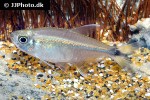 hemigrammus marginatus