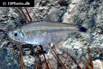 hemigrammus marginatus