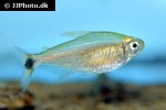 hemigrammus matei hemigrammus matei