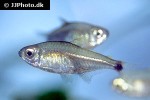 hemigrammus matei hemigrammus matei
