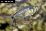hemigrammus ocellifer hemigrammus ocellifer