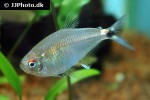 hemigrammus ocellifer hemigrammus ocellifer