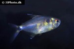 hemigrammus ocellifer hemigrammus ocellifer