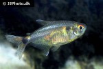hemigrammus ocellifer hemigrammus ocellifer