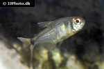hemigrammus ocellifer hemigrammus ocellifer