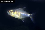 hemigrammus ocellifer hemigrammus ocellifer