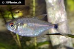 hemigrammus ocellifer hemigrammus ocellifer