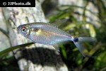 hemigrammus ocellifer hemigrammus ocellifer