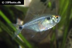 hemigrammus ocellifer hemigrammus ocellifer