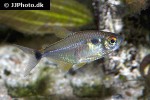 hemigrammus ocellifer hemigrammus ocellifer