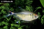 hemigrammus ocellifer hemigrammus ocellifer