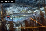 hemigrammus orthus hemigrammus orthus