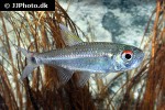 hemigrammus orthus hemigrammus orthus