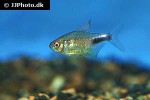 hemigrammus pulcher hemigrammus pulcher