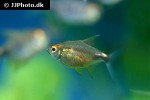 hemigrammus pulcher hemigrammus pulcher
