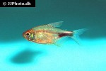 hemigrammus pulcher hemigrammus pulcher